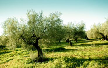 Olive Oil Tour